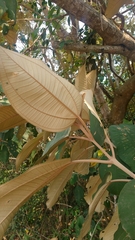Miconieae