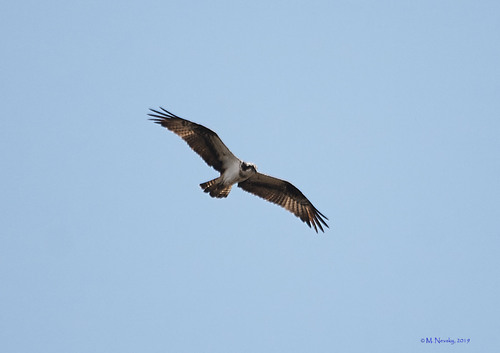 Águila pescadora (Pandion haliaetus)