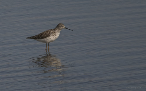 Archibebe fino (Tringa stagnatilis)