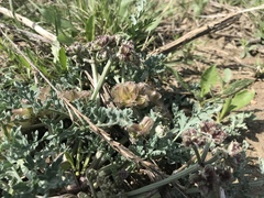 Vesper montanus
