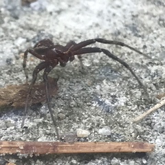 Xysticus