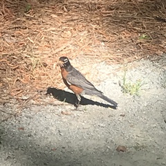 Turdus migratorius