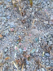 Eriogonum nortonii