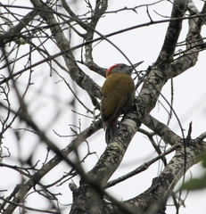 Chloropicus griseocephalus