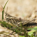 Common Field Grasshopper - Photo (c) Jörg Hempel, some rights reserved (CC BY-SA)