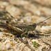 Common Field Grasshopper - Photo (c) Jörg Hempel, some rights reserved (CC BY-SA)