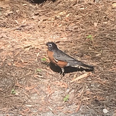 Turdus migratorius