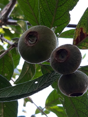 Campomanesia guazumifolia