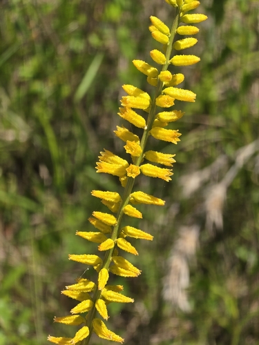 Image of Aletris lutea by (c) Rebecca Gimenez Husted, some rights reserved (CC BY)
