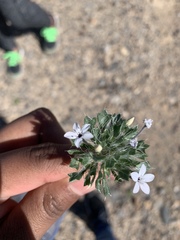 Langloisia setosissima