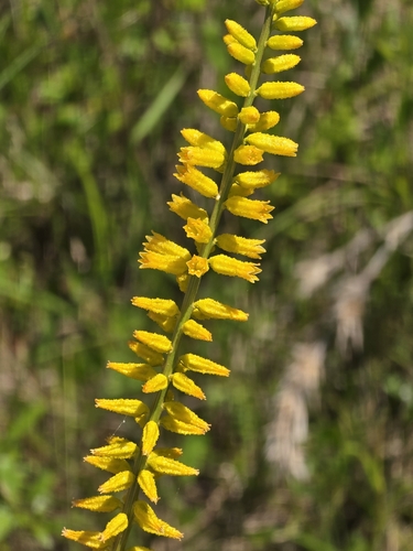 Image of Aletris lutea by (c) Rebecca Gimenez Husted, some rights reserved (CC BY)