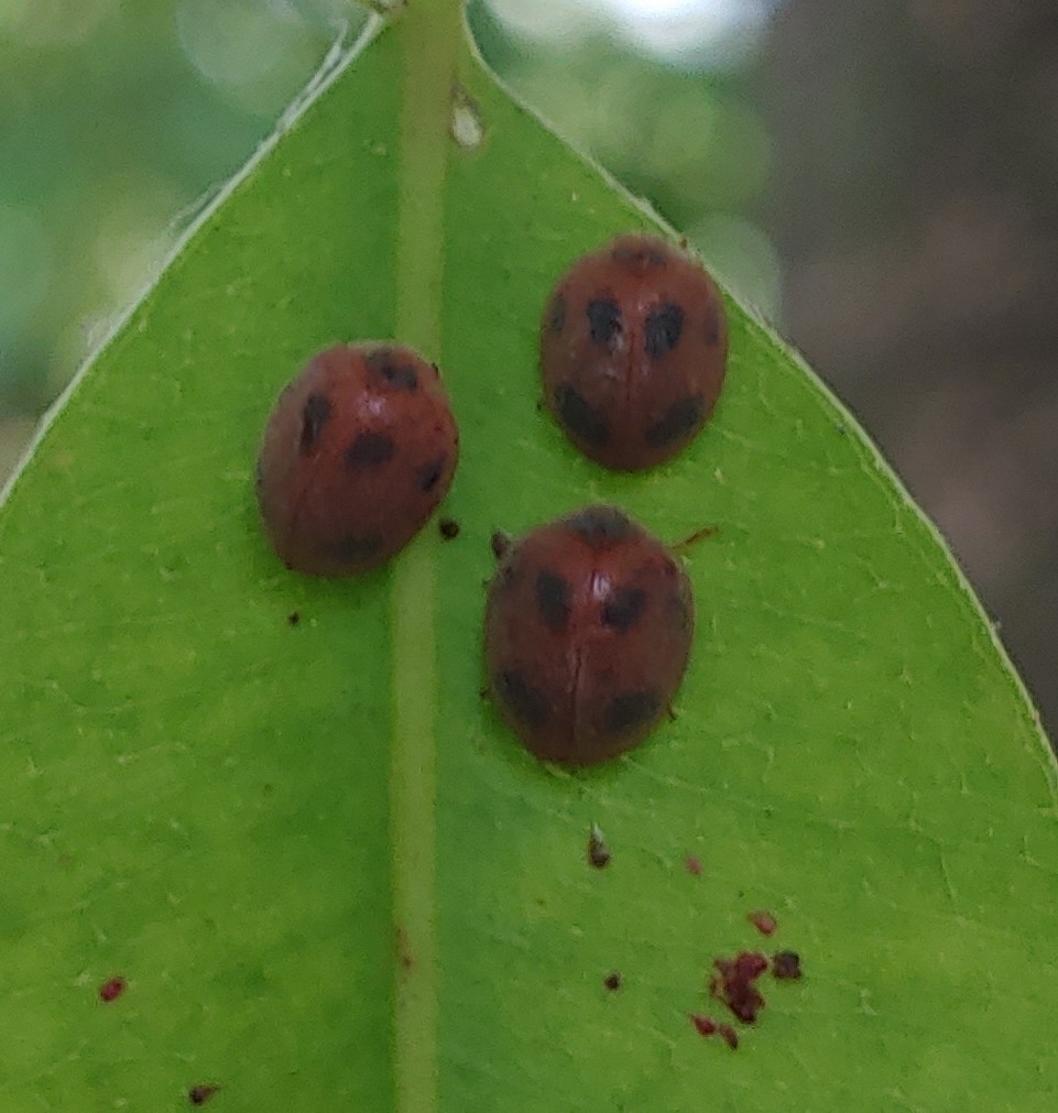 Novius sexmaculatus