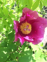 Paeonia daurica