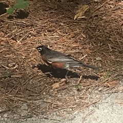 Turdus migratorius