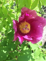 Paeonia daurica
