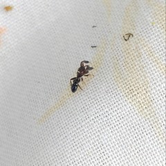 Synageles dalmaticus