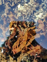 Prionitis lanceolata