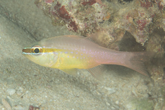 Ostorhinchus apogonoides