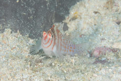 Cirrhitichthys falco