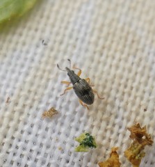 Kalcapion semivittatum