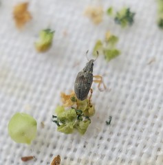 Kalcapion semivittatum