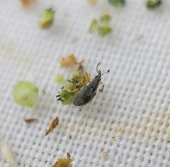 Kalcapion semivittatum