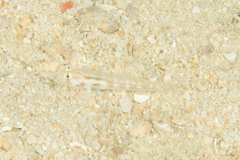 Gnatholepis cauerensis