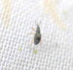 Kalcapion semivittatum