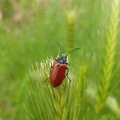 Omophlus syriacus