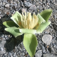 Liriodendron tulipifera