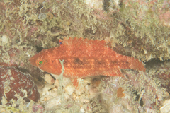 Oxycheilinus bimaculatus