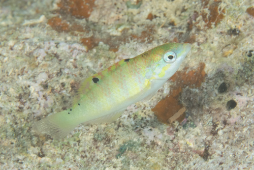 Sixbar Wrasse