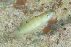 Sixbar Wrasse photo 2