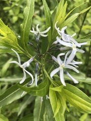 Amsonia tabernaemontana