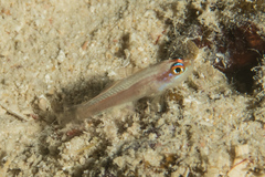 Trimma anaima