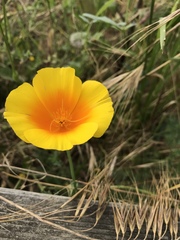 Eschscholzia californica maritima