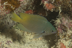 Pomacentrus nigromarginatus
