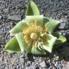 Liriodendron tulipifera