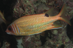 Sargocentron melanospilos