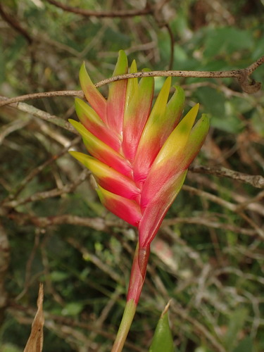 Image of Vriesea carinata by (c) agujaceratops, some rights reserved (CC BY)