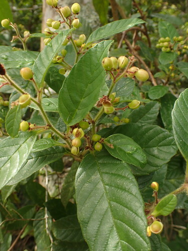 Davilla rugosa (Davilla rugosa)