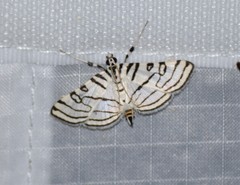Conchylodes concinnalis
