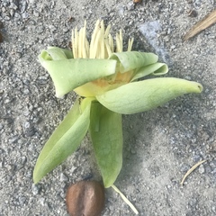 Liriodendron tulipifera