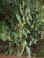 Capsicum rhomboideum
