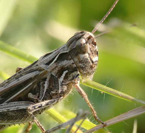 Common Field Grasshopper, photo 6 of 10