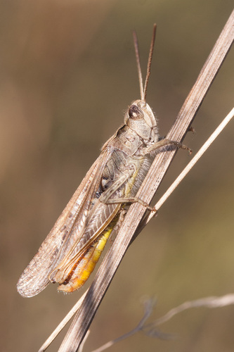 Common Field Grasshopper, photo 7 of 10
