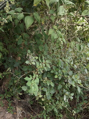 Capsicum rhomboideum