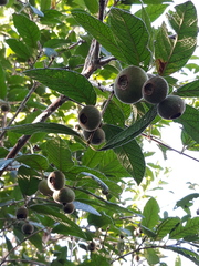 Campomanesia guazumifolia
