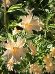 Diplacus grandiflorus