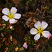 Frankenia chilensis - Photo (c) pedro vargas, algunos derechos reservados (CC BY-NC), subido por pedro vargas